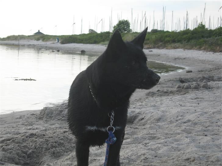 Sort spids Aske - Aske på stranden.  billede 14