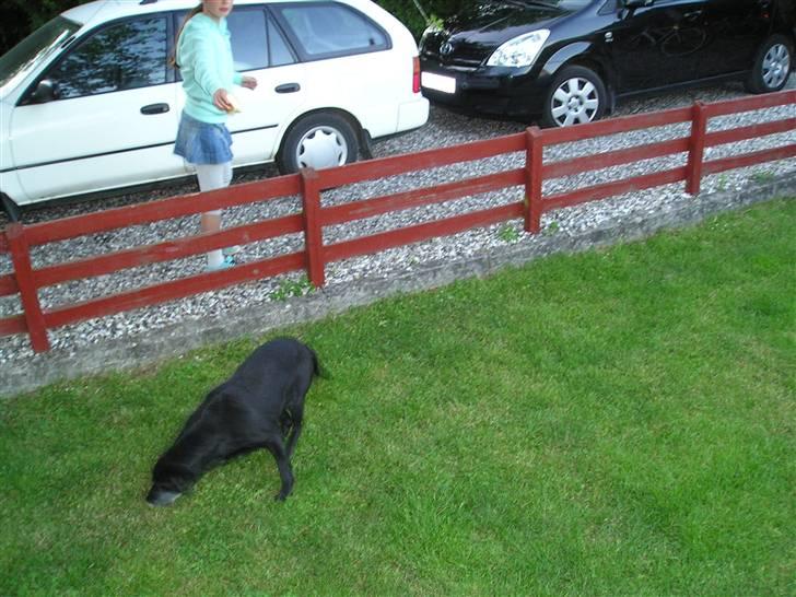 Labrador retriever bella <3<3død£>£> tud tud - mig og kamilla.. billede 10