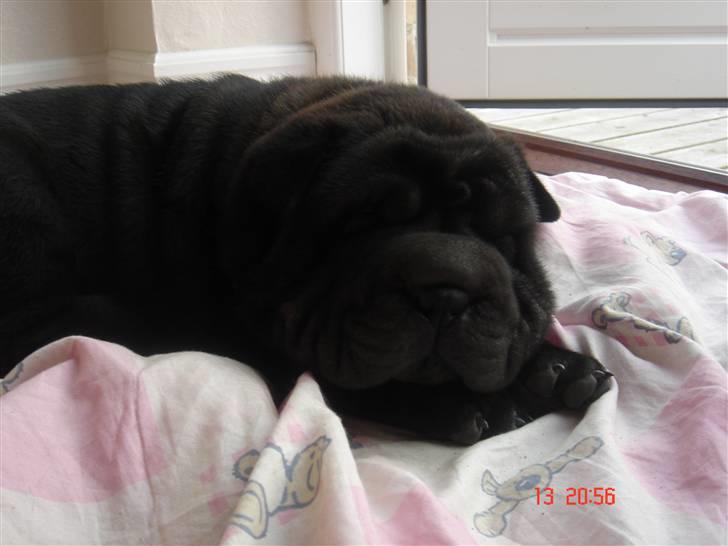 Shar pei Louis - et rigtig sovedyr billede 3