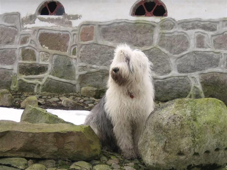 Old english sheepdog Amy billede 19