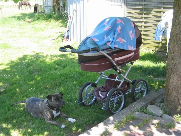 Amerikansk staffordshire terrier Dex Dexter billede 19