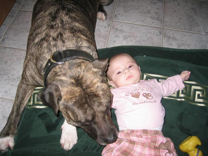 Amerikansk staffordshire terrier Dex Dexter billede 20