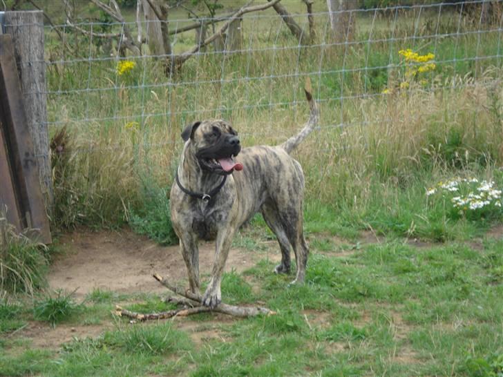 Boerboel Anasha Nynne DØD :( billede 2