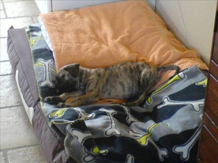 Boerboel Anasha Nynne DØD :( billede 3