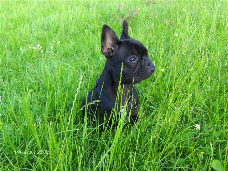 Fransk bulldog lulu - hvor blev de andre af? billede 8