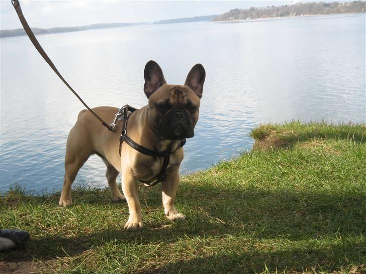 Fransk bulldog Rocco billede 1