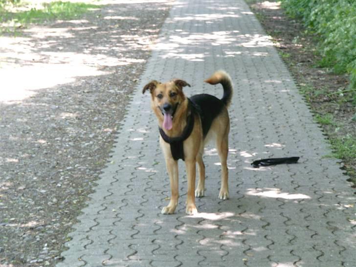 Blanding af racer Britney billede 11