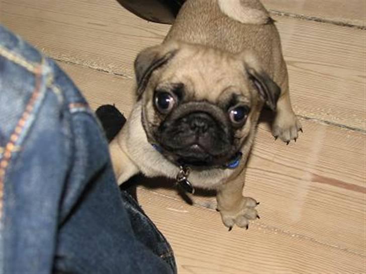 Mops Baloo - Her er vores lille guldklump første dag vi har ham billede 2