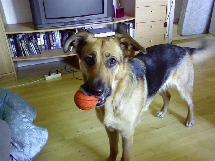 Blanding af racer Britney billede 12