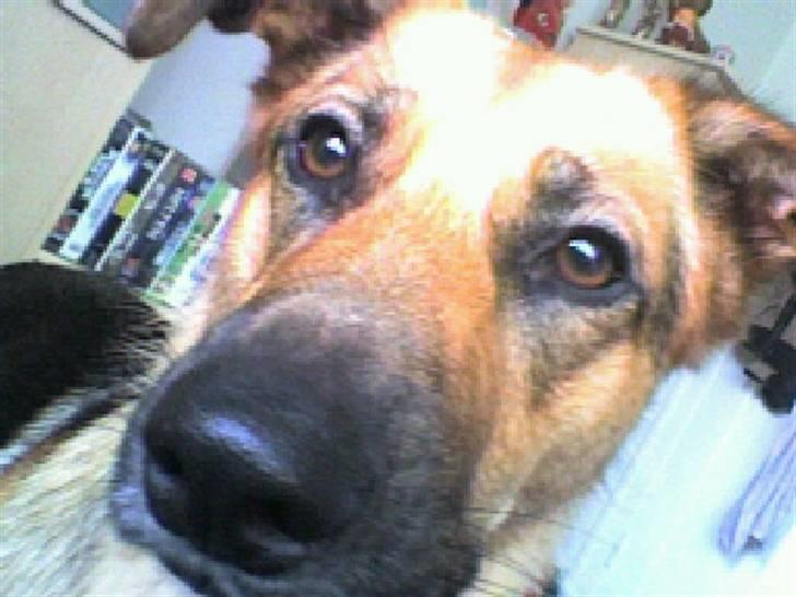 Blanding af racer Britney billede 13