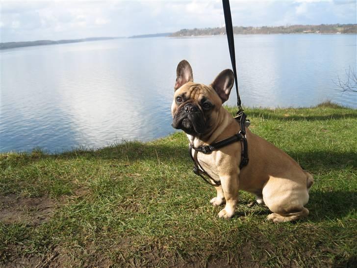 Fransk bulldog Rocco billede 2