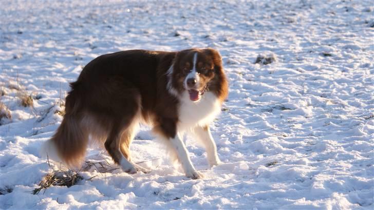 Border collie Jumper - Snart 3 år og så smuk billede 1