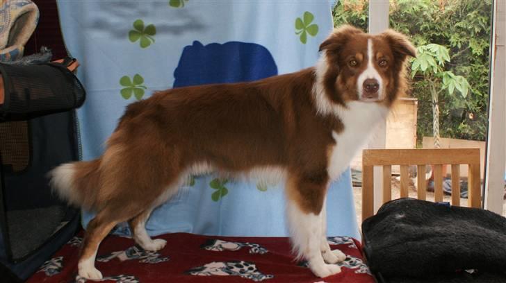 Border collie Jumper - 2 år og lækker på vej til holland og parre billede 2
