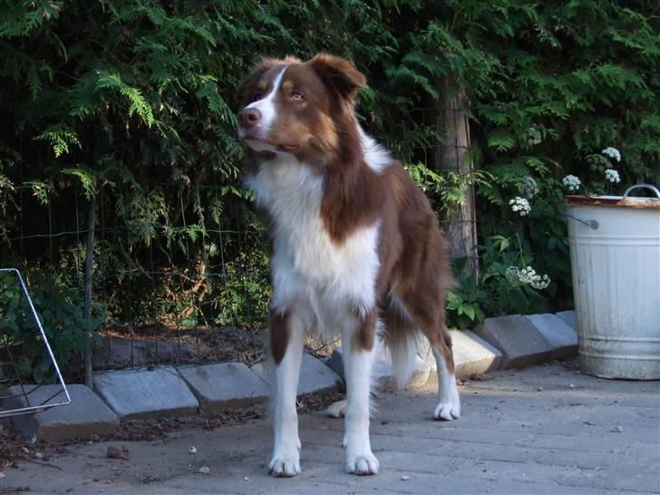 Border collie Jumper - Er bare så lækker billede 3