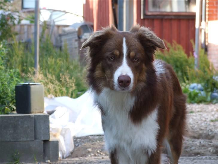 Border collie Jumper - Mors smukke dreng billede 4