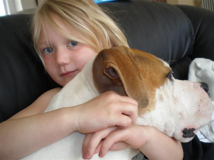 Blanding af racer Lupus billede 16