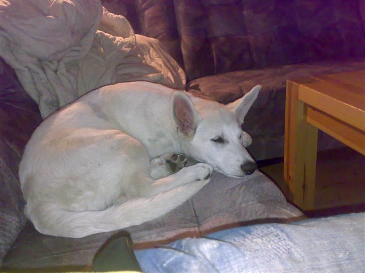 Hvid schæfer Trunte - Her ligger Trunte og tager sig en slapper :D billede 1