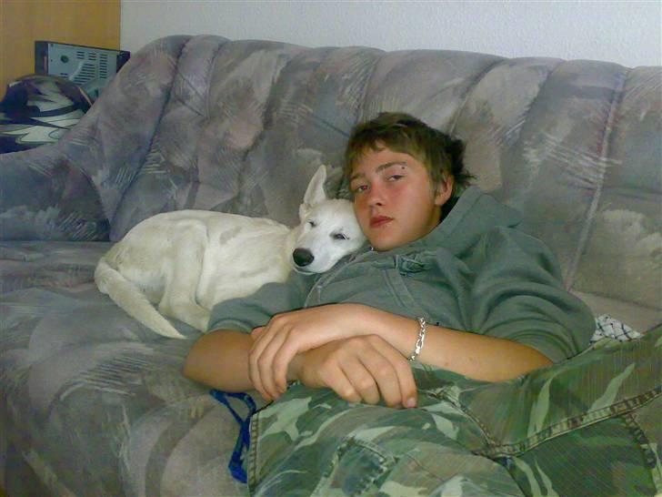 Hvid schæfer Trunte - Her har jeg min kammerat Mike, som sidder og ser Fjernsyn, hvor Trunte ligger op af hans skulder og hviler sig :) billede 2