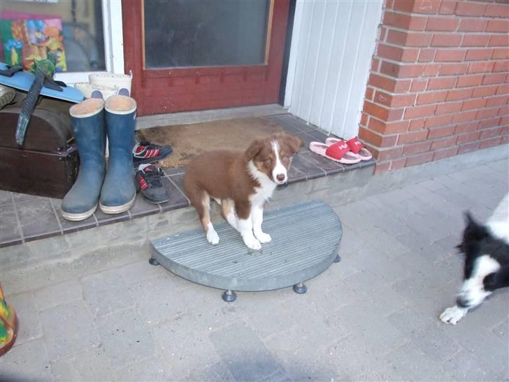 Border collie Jumper - sidder bare så godt her 9½ uge billede 5