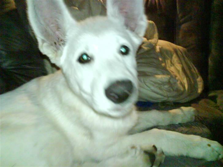 Hvid schæfer Trunte - Hvad er det da der sker ?!  billede 3