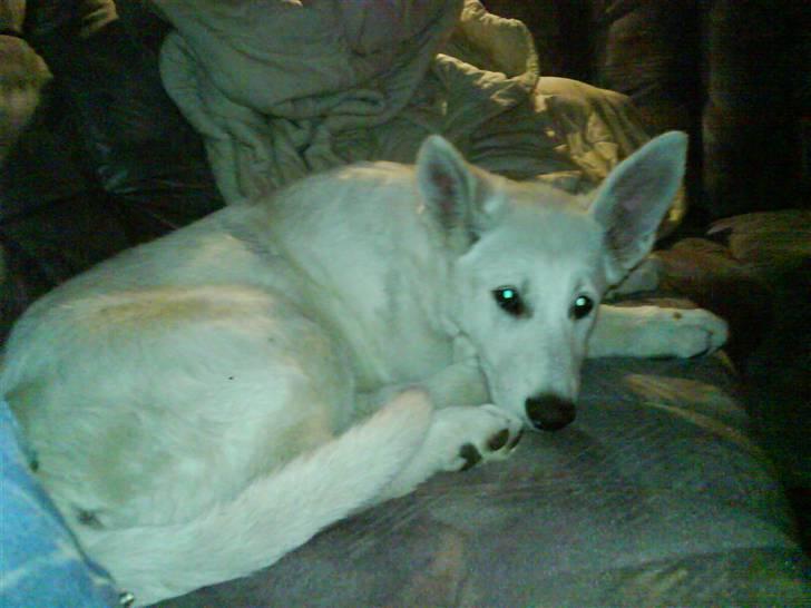 Hvid schæfer Trunte - Og igen slapper hun af, hvilket hun er ret god til :D billede 4