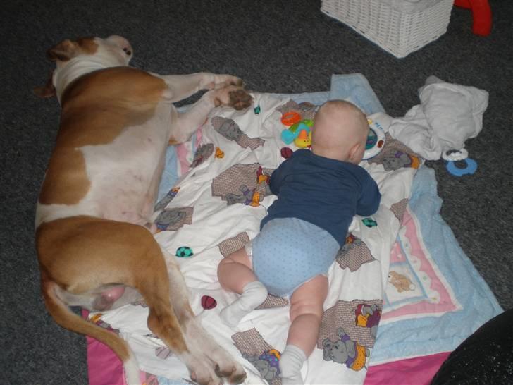 Blanding af racer Lupus billede 17