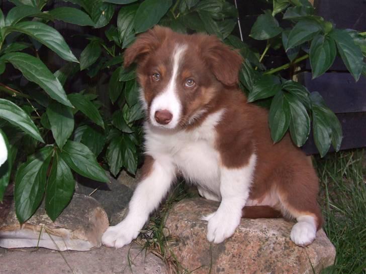 Border collie Jumper - er da bare såå søød lige 10 uger  billede 6