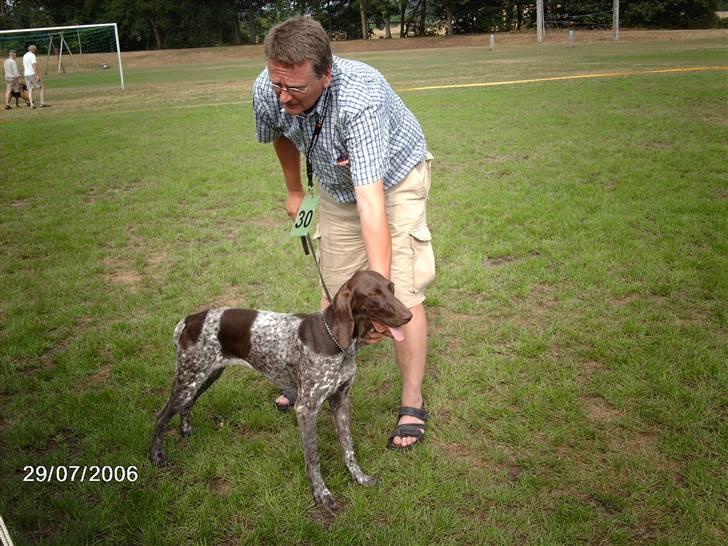 Korthåret hønsehund Emma ( balade mageren) - Man kan vel ikke gøre for at man har charme ? ;b billede 14