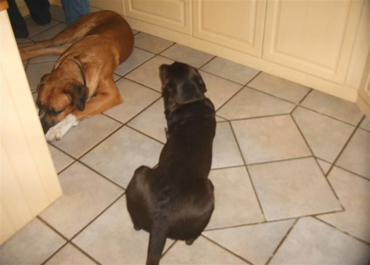 Blanding af racer Anton billede 4