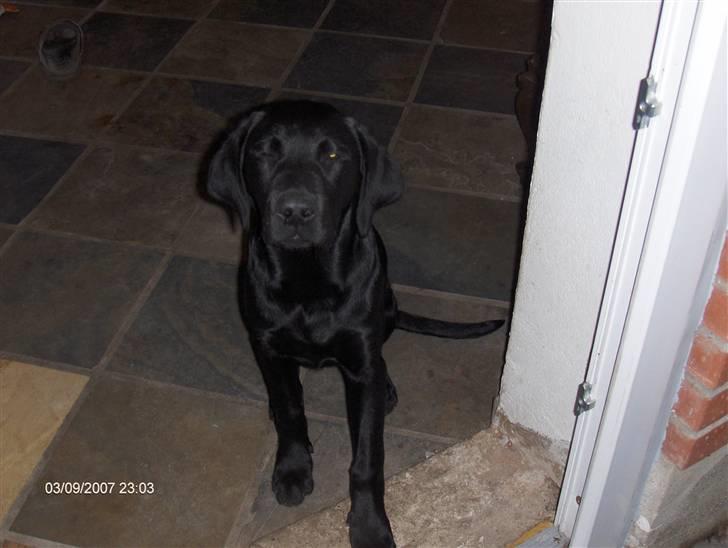 Labrador retriever emma  ( I himlen )- sasja - Emma blev kun 2 år Død den 4 juni  billede 1