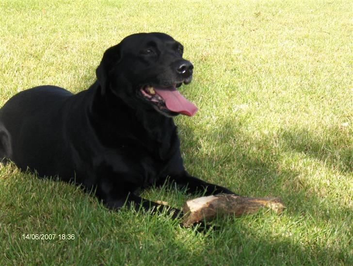 Labrador retriever emma  ( I himlen )- sasja - Sasja 11 år billede 2