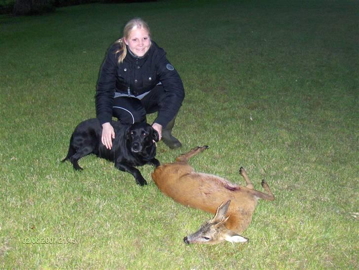 Labrador retriever emma  ( I himlen )- sasja - Se en flot buk heidi har været med ude at skyde billede 3