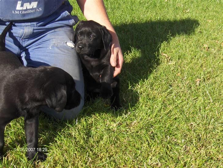 Labrador retriever emma  ( I himlen )- sasja - Emma og lukas 8 uger gamle  billede 5