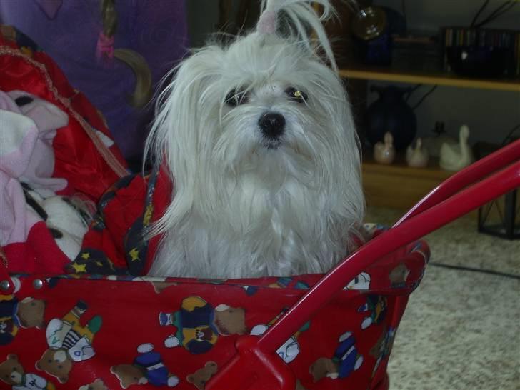 Malteser Donna nu med lille søster - Donna elskertulles dukkevogn billede 6