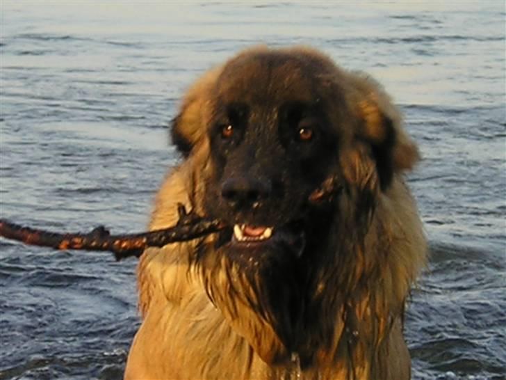 Leonberger Weika`s Hess billede 13