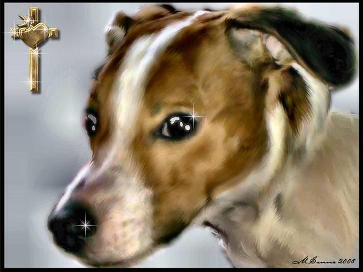Jack russell terrier Malte <3 R.I.P. skat.. - Så smuk min dreng, du vil altid være savnet .. <3 billede 1
