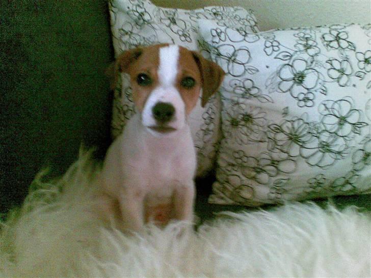 Jack russell terrier Malte <3 R.I.P. skat.. - Så kær han er :) billede 2