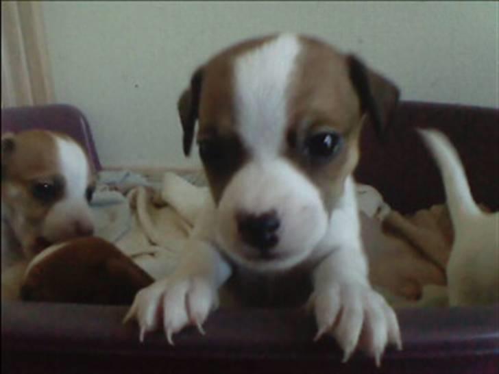 Jack russell terrier Malte <3 R.I.P. skat.. - Nu kan jeg endelig kigge over den hundekurv.. billede 3