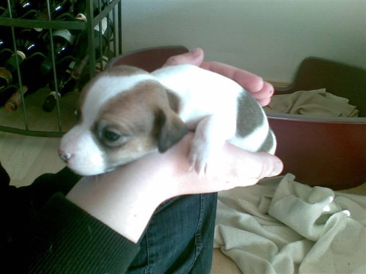 Jack russell terrier Malte <3 R.I.P. skat.. - De første billeder fra da vi valgte ham.. billede 4