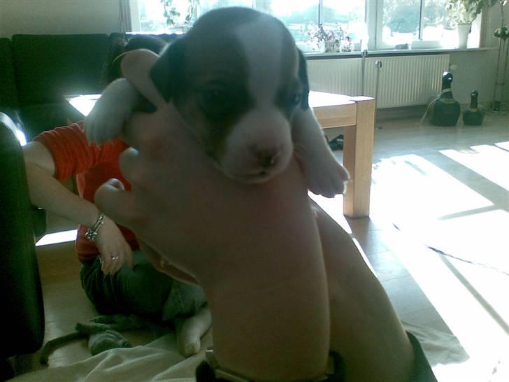 Jack russell terrier Malte <3 R.I.P. skat.. - De første billeder fra da vi valgte ham.. billede 5