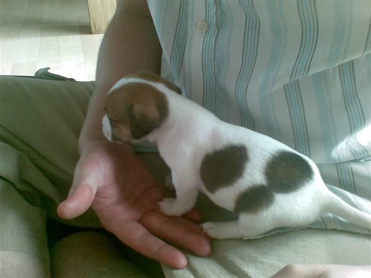 Jack russell terrier Malte <3 R.I.P. skat.. - Sit bette Malte pus :) billede 6