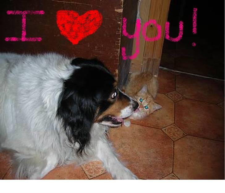 Blanding af racer bamse - når hvor sødt... billede 17