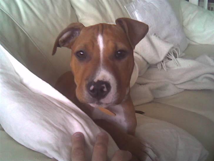 Amerikansk staffordshire terrier Nellie billede 1