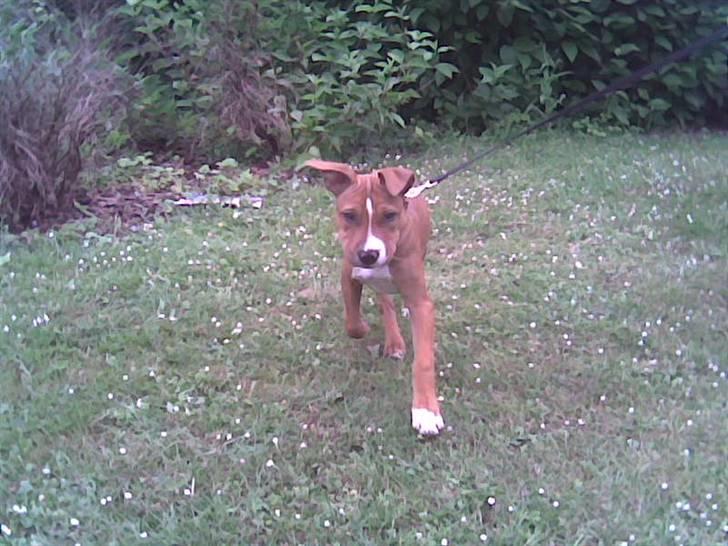 Amerikansk staffordshire terrier Nellie billede 2