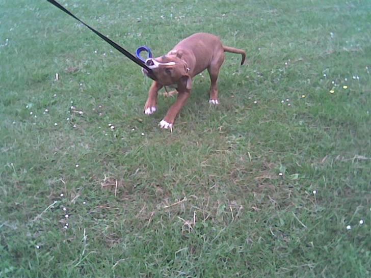 Amerikansk staffordshire terrier Nellie - det er altså min!!! billede 3