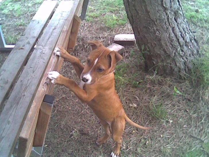 Amerikansk staffordshire terrier Nellie billede 4