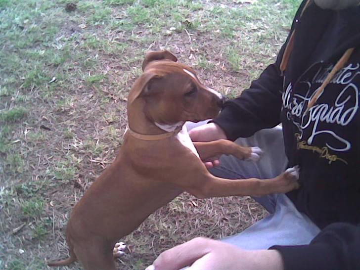 Amerikansk staffordshire terrier Nellie billede 5