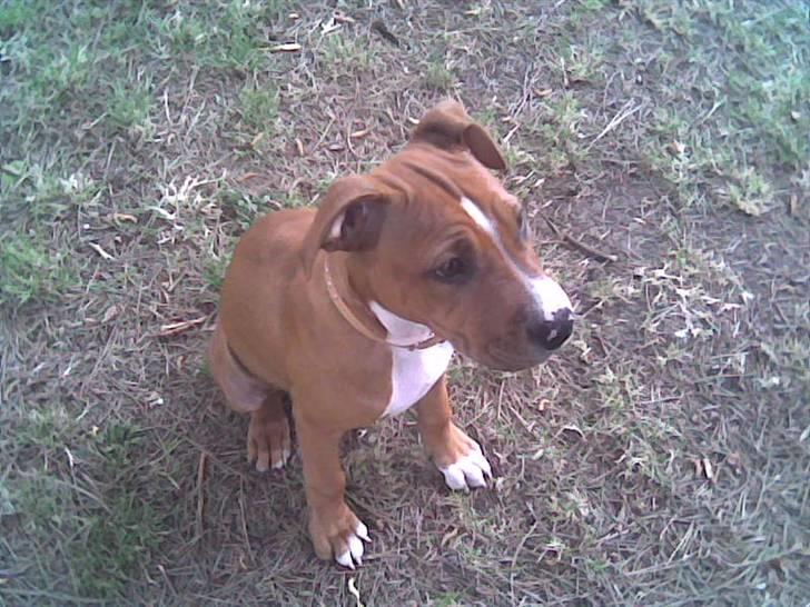 Amerikansk staffordshire terrier Nellie billede 6