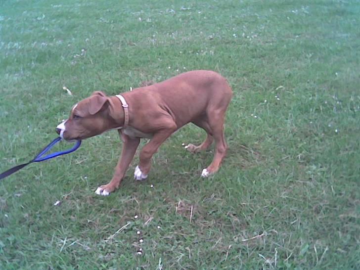 Amerikansk staffordshire terrier Nellie billede 7