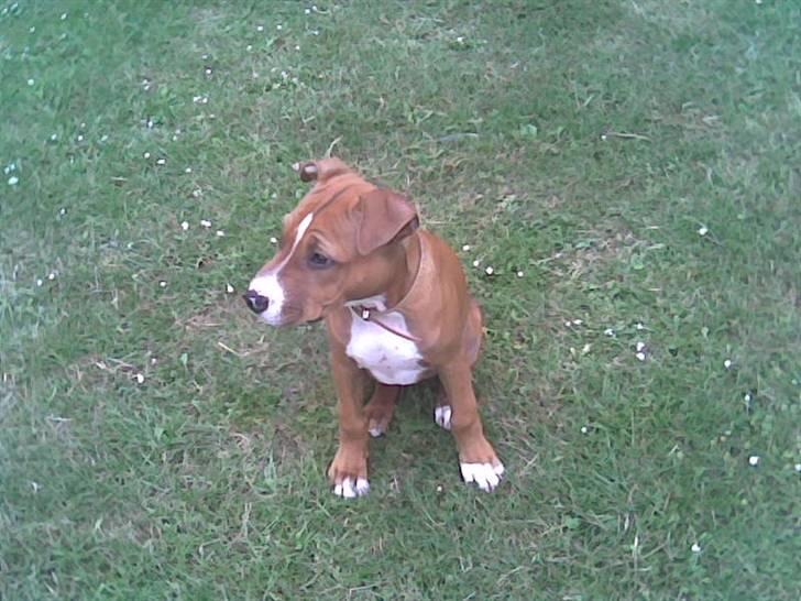 Amerikansk staffordshire terrier Nellie billede 8